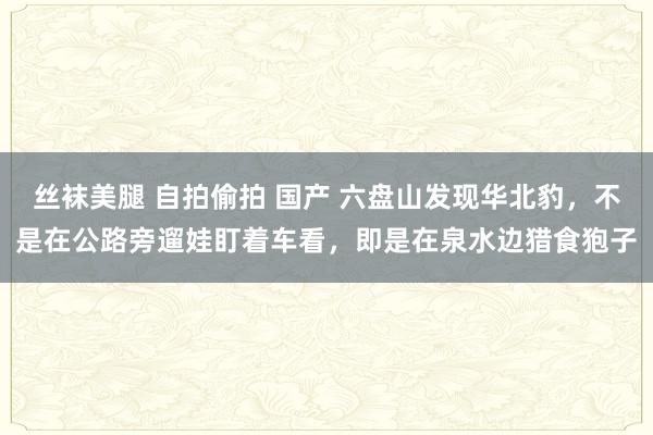 丝袜美腿 自拍偷拍 国产 六盘山发现华北豹，不是在公路旁遛娃盯着车看，即是在泉水边猎食狍子